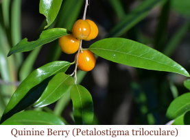 Quinine berry