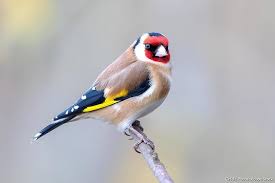 Chardonneret élégant