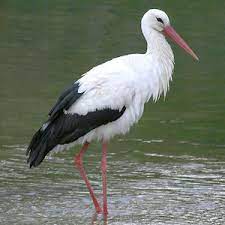 Cigogne