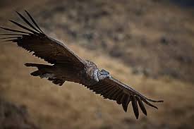 Condor
