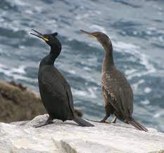 Cormorans