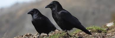 Corneilles noires