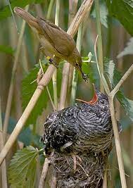 Jeune coucou nourri par une autre espèce d'oiseau