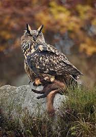 Duc