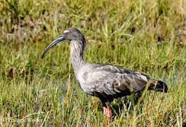 Ibis