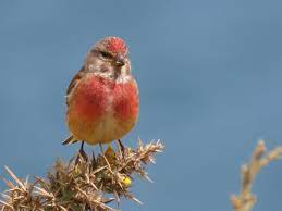 Linotte