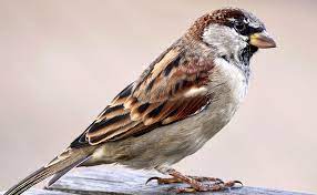 Moineau