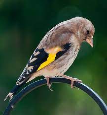 Oiseau qui pleure